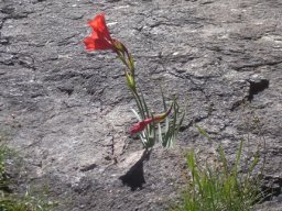 Gladiolus flanaganii inflorescence